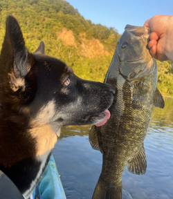 Smallmouth Bass Adventures